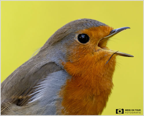 Rotkehlchen  |  Nikon Z9, NIKKOR Z 100–400 mm 1:4,5–5,6 VR S mit TC2,0x (800 mm), ISO 1600, 1/160s, f/11
