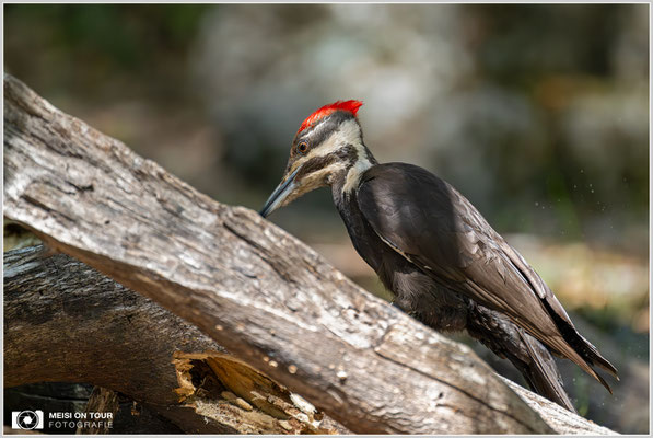 Schwarzspecht Yosemite NP | Nikon Z8, NIKKOR Z 100-400 mm 1:5,6 S (400 mm), ISO 4500, 1/2500, f/5,6