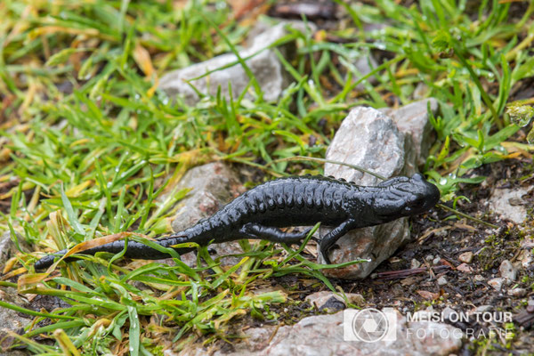 Alpensalamander  |  Canon EOS-7D Mark II, EF-S 55-250 f/5,6 IS STM, ISO 400, 1/250s, f/10