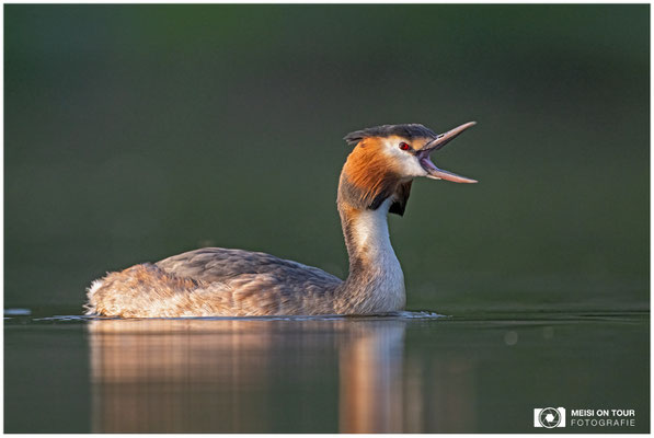 Haubentaucher  |  Nikon Z9, NIKKOR Z 800 mm 1:6,3 VR S mit TC1,4x (1120 mm), ISO 1600, 1/1250s, f/9