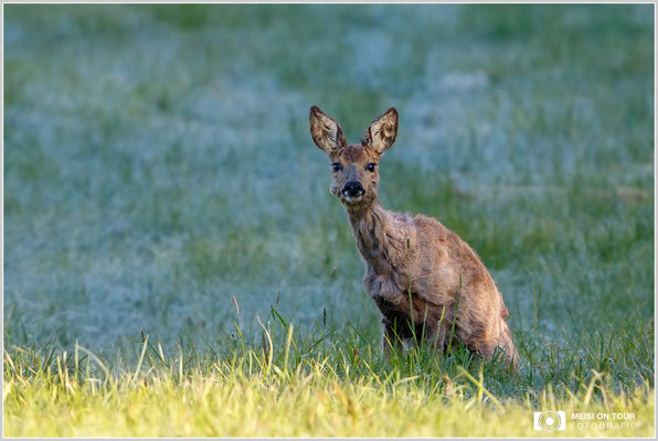 Reh  |  Canon EOS-7D Mark II, EF 300 f/2,8 L IS II USM mit Telekonverter 2x III (600 mm), ISO 250, 1/400s, f/6,3, Einbeinstativ