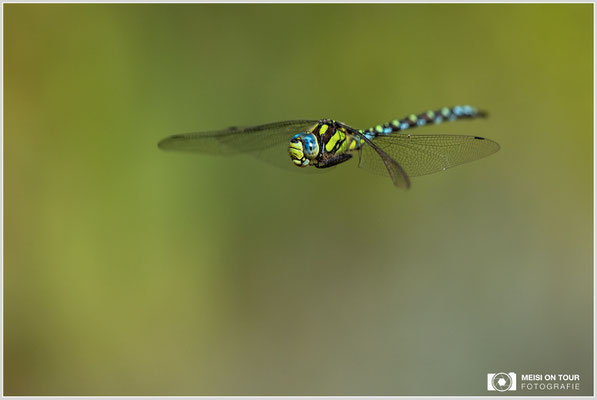 Blaugrüne Mosaikjungfer  |  Canon EOS R6, EF 300 f/2,8 L IS II USM mit Telekonverter 1,4x (420 mm), ISO 1600, 1/6400s, f/4,5