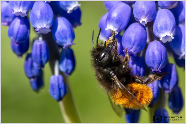 Gehörnte Mauerbiene an Traubenhyazinthe  |  Nikon Z8, Sony FE 100mm F2.8 Makro GM OSS mit Sony Konverter 2,0 (200mm), ISO 5000, 1/1600s, f/11