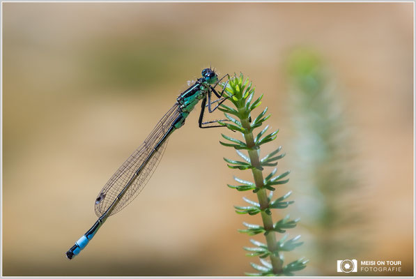 Pechlibelle  |  Canon EOS-5D Mark IV, Sigma 150 f/2,8 Makro DG OS HSM mit Telekonverter 1,4x III (210 mm), ISO 400, 1/500s, f/9, Einbeinstativ