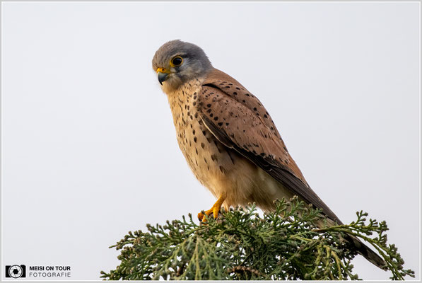 Turmfalke  |  Nikon Z9, NIKKOR Z 800 mm 1:6,3 VR S mit TC1,4x (1120 mm), ISO 1400, 1/500s, f/9