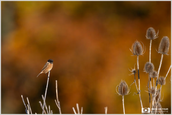Schwarzkehlchen  |  Nikon Z9, NIKKOR Z 800 mm 1:6,3 VR S mit TC1,4x (1120 mm), ISO 3600, 1/4000s, f/9