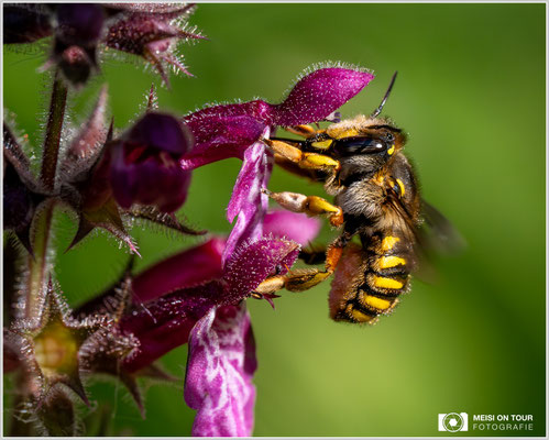 Garten-Wollbiene an Wald-Ziest |  Nikon Z8, NIKKOR Z MC 105 1:2,8 VR S, ISO 2200, 1/2500s, f/10