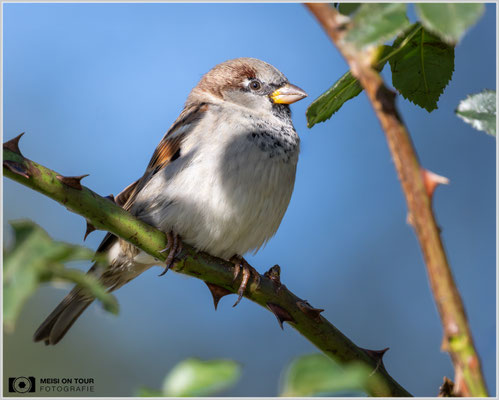 Haussperling  |  Nikon Z9, NIKKOR Z 800 mm 1:6,3 VR S mit TC2,0x (1600 mm), ISO 4500, 1/2500s, f/13