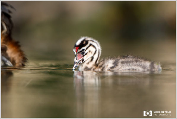 Haubentaucher  |  Canon EOS-5D Mark IV, EF 300 f/2,8 L IS II USM mit Telekonverter 2x (600 mm), ISO 800, 1/1600s, f/5,6, Reissack, Winkelsucher