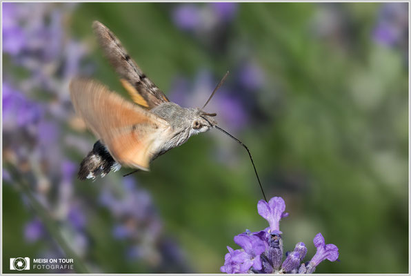 Taubenschwänzchen  |  Canon EOS-5D Mark IV, EF 300 f/2,8 L IS II USM mit Telekonverter 2x III (600 mm), ISO 1600, 1/2000s, f/8, Einbeinstativ