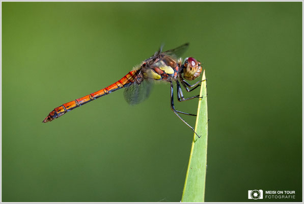 Große Heidelibelle  |  Nikon Z9, NIKKOR Z 100–400 mm 1:4,5–5,6 VR S (400 mm), ISO 1250, 1/2500s, f/7,1