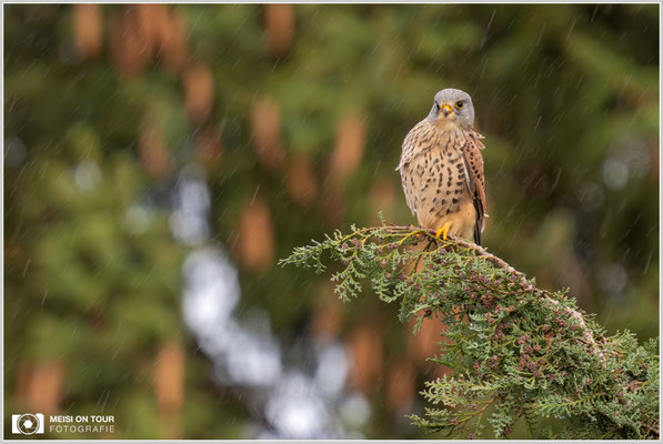 Turmfalke  |  Nikon Z9, NIKKOR Z 800 mm 1:6,3 VR S mit TC2,0x (1600 mm), ISO 1600, 1/200s, f/13