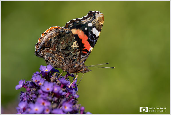 Admiral  |  Canon EOS R6, Sigma 150 f/2,8 Makro DG OS HSM mit Telekonverter 1,4x III (210 mm), ISO 800, 1/640s, f/8
