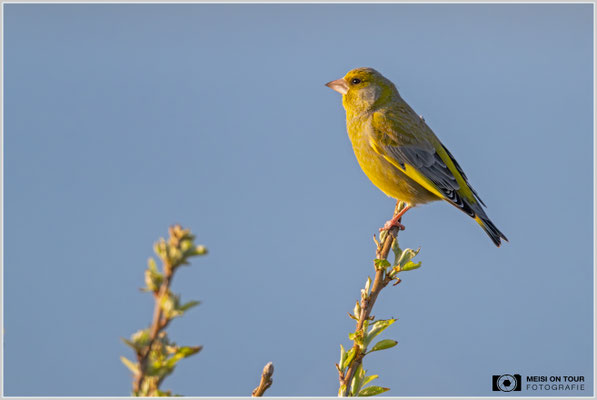Grünfink  |  Nikon Z9, NIKKOR Z 800 mm 1:6,3 VR S mit TC1,4x (1120 mm), ISO 2000, 1/2500s, f/9