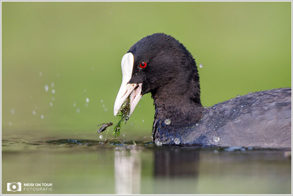 Blässhuhn  |  Canon EOS-5D Mark IV, EF 300 f/2,8 L IS II USM mit Telekonverter 2x (600 mm), ISO 800, 1/1250s, f/5,6, Reissack, Winkelsucher