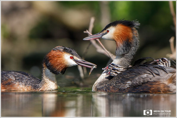 Haubentaucher  |  Canon EOS-5D Mark IV, EF 300 f/2,8 L IS II USM mit Telekonverter 2x (600 mm), ISO 800, 1/2000s, f/6,3, Reissack, Winkelsucher