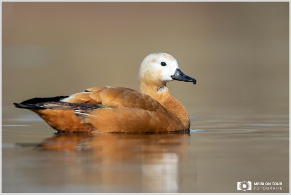 Rostgans  |  Canon EOS R6, EF 300 f/2,8 L IS II USM mit Telekonverter 2x (600 mm), ISO 800, 1/2000s, f/7,1