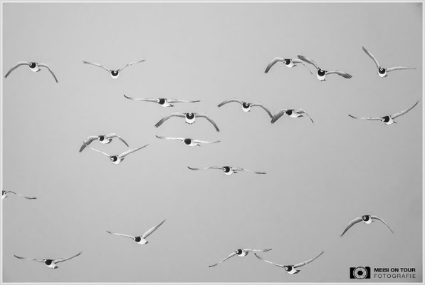 Weißwangengänse  |  Nikon Z9, NIKKOR Z 800 mm 1:6,3 VR S mit TC1,4x (1120 mm), ISO 2800, 1/2500s, f/9