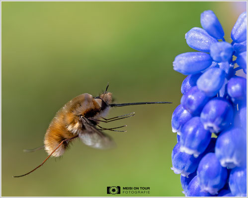 Wollschweber |  Nikon Z8, NIKKOR Z MC 105 1:2,8 VR S, ISO 1000, 1/1600s, f/8