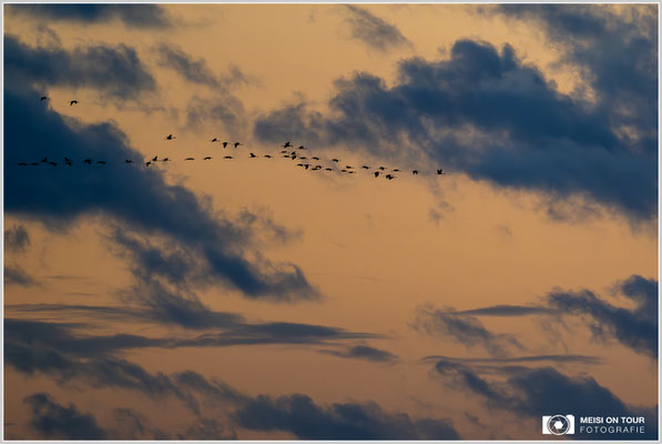 Kraniche beim abendlichen Anflug zu den Schlafplätzen  |  Nikon Z9, NIKKOR Z 800 mm 1:6,3 VR S, ISO 2200, 1/800s, f/6,3