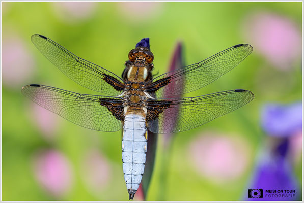 Plattbauch  |  Canon EOS R6, Sigma 150 f/2,8 Makro DG OS HSM mit Telekonverter 1,4x III (210 mm), ISO 800, 1/800s, f/8