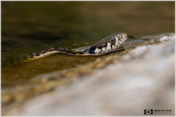 Gewöhnliche Strumpfbandnatter | Nikon Z8, NIKKOR Z 100-400 mm 1:5,6 S (400 mm), ISO 560, 1/2000, f/8