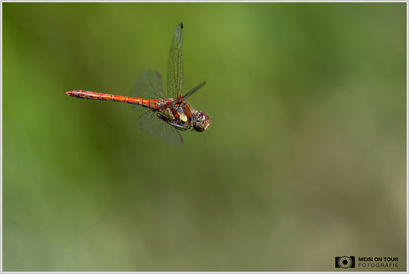 Große Heidelibelle |  Nikon Z9, NIKKOR Z 100–400 mm 1:4,5–5,6 VR S (400 mm), ISO 800, 1/2000s, f/7,1