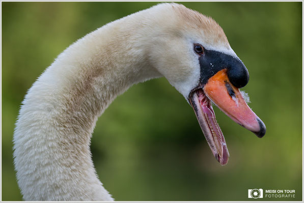 Höckerschwan  |  Nikon Z9, NIKKOR Z 100–400 mm 1:4,5–5,6 VR S (220 mm), ISO 250, 1/800s, f/5