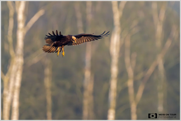 Rohrweihe  |  Nikon Z9, NIKKOR Z 800 mm 1:6,3 VR S mit TC1,4x (1120 mm), ISO 5000, 1/2500s, f/9
