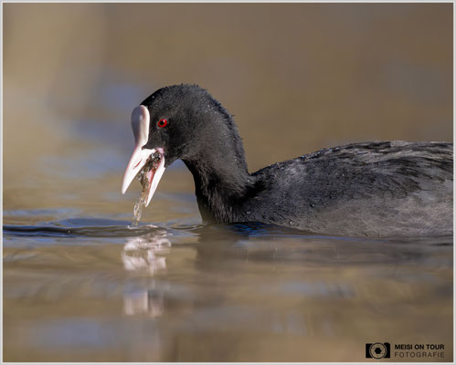Blässhuhn  |  Nikon Z9, NIKKOR Z 800 mm 1:6,3 VR S mit TC1,4x (1120 mm), ISO 1600, 1/2000s, f/9