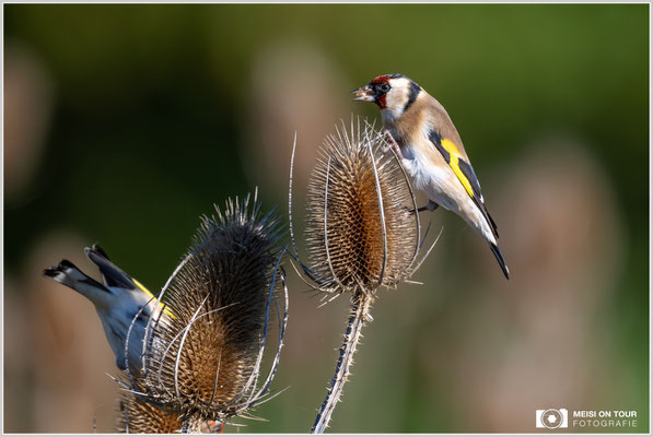 Stieglitz an Weber-Karde  |  Nikon Z9, NIKKOR Z 800 mm 1:6,3 VR S mit TC1,4x (1120 mm), ISO 1100, 1/2000s, f/9