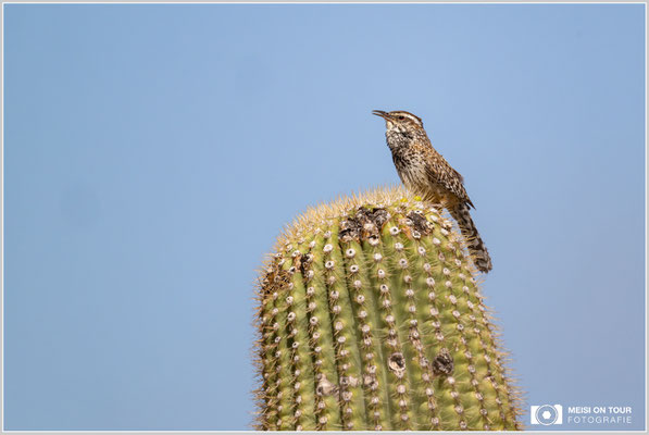 Kaktuszaunkönig | Nikon Z9, NIKKOR Z 800 mm 1:6,3 VR S mit TC1,4x (1120 mm), ISO 720, 1/3200s, f/9