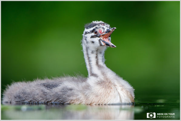 Haubentaucher  |  Canon EOS-5D Mark IV, EF 300 f/2,8 L IS II USM mit Telekonverter 2x (600 mm), ISO 800, 1/500s, f/6,3, Reissack, Winkelsucher