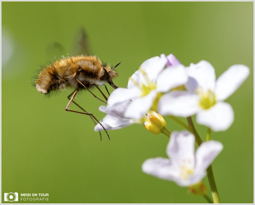 Wollschweber  |  Canon EOS R6, Sigma 150 f/2,8 Makro DG OS HSM mit Telekonverter 1,4x III (210 mm), ISO 800, 1/640s, f/8