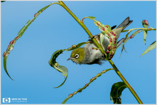 Graumantel-Brillenvogel am Kepler Track  |  Nikon Z9, NIKKOR Z 100–400 mm 1:4,5–5,6 VR S mit TC2,0x (800 mm), ISO 320, 1/1000s, f/11