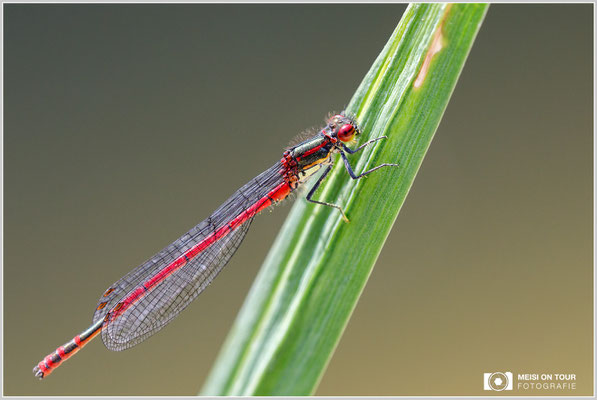 Frühe Adonislibelle  |  Canon EOS-5D Mark IV, Sigma 150 f/2,8 Makro DG OS HSM mit Telekonverter 1,4x III (210 mm), ISO 800, 1/500s, f/6,3, Einbeinstativ