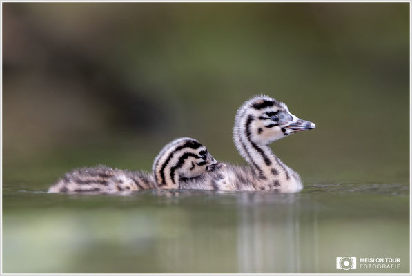 Haubentaucher  |  Canon EOS R6, EF 300 f/2,8 L IS II USM mit Telekonverter 2x (600 mm), ISO 1600, 1/320s, f/6,3