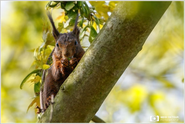 Eichhörnchen  |  Canon EOS-7D Mark II, EF 300 f/2,8 L IS II USM mit Telekonverter 2x III (600 mm), ISO 250, 1/800s, f/6,3