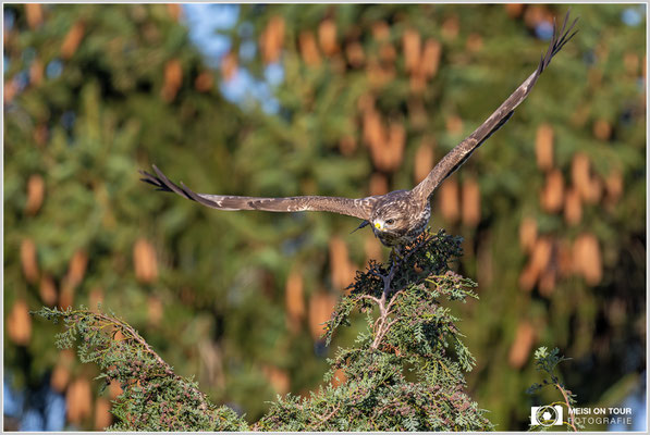 Mäusebussard  |  Nikon Z9, NIKKOR Z 800 mm 1:6,3 VR S mit TC1,4x (1120 mm), ISO 640, 1/800s, f/9