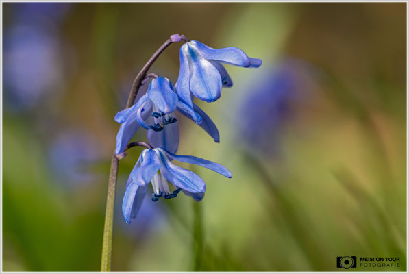 Blaustern  |  Nikon Z8, Sony FE 100mm F2.8 Makro GM OSS mit Sony Konverter 2,0 (200mm), ISO 1250, 1/640s, f/11