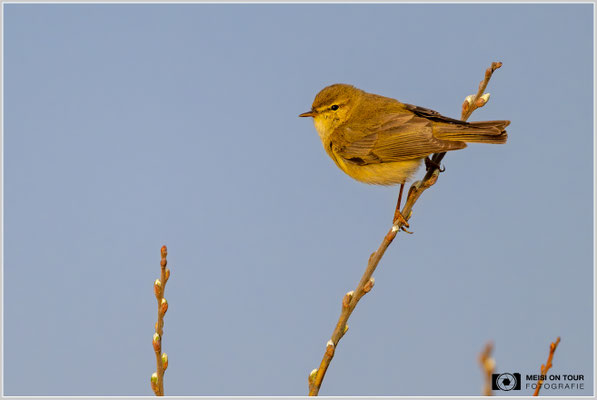 Zilpzalp  |  Nikon Z9, NIKKOR Z 800 mm 1:6,3 VR S mit TC1,4x (1120 mm), ISO 1400, 1/2000s, f/9