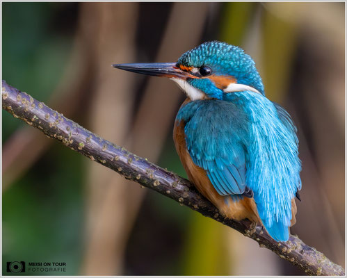 Eisvogel  |  Nikon Z9, NIKKOR Z 800 mm 1:6,3 VR S mit TC1,4x (1120 mm), ISO 5000, 1/400s, f/9