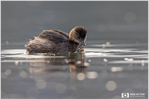 Zwergtaucher  |  Canon EOS R6, EF 300 f/2,8 L IS II USM mit Telekonverter 2x (600 mm), ISO 3200, 1/1600s, f/7,1