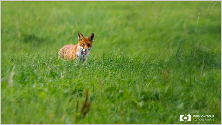 Rotfuchs  |  Canon EOS-5D Mark IV, EF 300 f/2,8 L IS II USM mit Telekonverter 2x III (600 mm), ISO 400, 1/1600s, f/6,3, Einbeinstativ