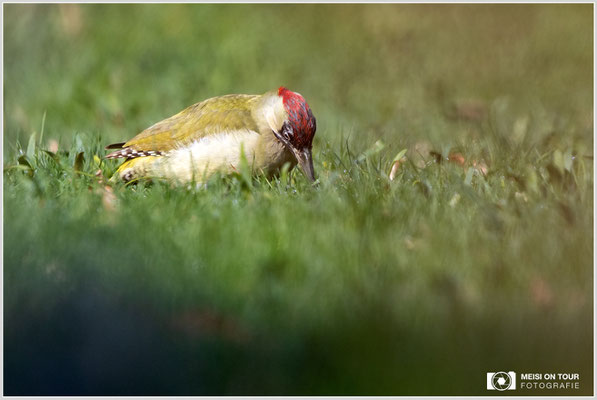 Grünspecht  |  Canon EOS R6, EF 300 f/2,8 L IS II USM mit Telekonverter 2x (600 mm), ISO 1600, 1/2000s, f/7,1