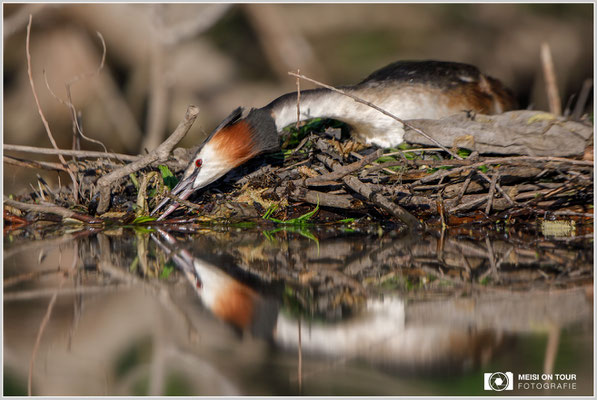 Haubentaucher  |  Canon EOS-5D Mark IV, EF 300 f/2,8 L IS II USM mit Telekonverter 2x (600 mm), ISO 400, 1/1600s, f/5,6, Reissack, Winkelsucher
