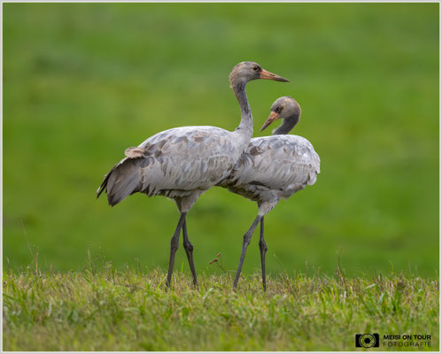 Grauer Kranich Jungtiere |  Nikon Z9, NIKKOR Z 800 mm 1:6,3 VR S, ISO 3200, 1/2000s, f/7,1