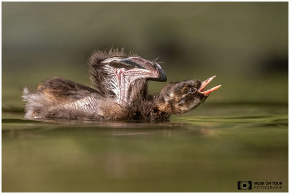 Zwergtaucher  |  Nikon Z9, NIKKOR Z 800 mm 1:6,3 VR S mit TC1,4x (1120 mm), ISO 3600, 1/800s, f/9