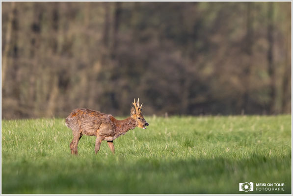 Rehbock  |  Canon EOS R6, EF 300 f/2,8 L IS II USM mit Telekonverter 2x (600 mm), ISO 1600, 1/3200s, f/5,6
