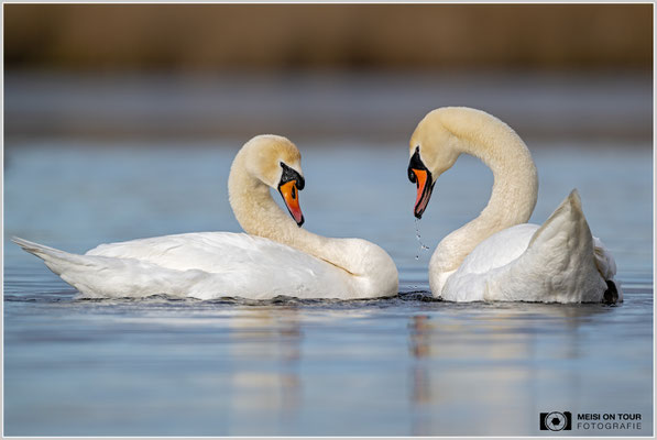 Zärtlichkeiten beim Höckerschwanenpaar  |  Nikon Z9, NIKKOR Z 800 mm 1:6,3 VR S, ISO 500, 1/2500s, f/6,3